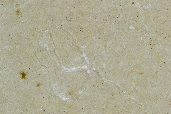 Cretaceous Brittle Star (Geocoma) Fossil - Lebanon #106204